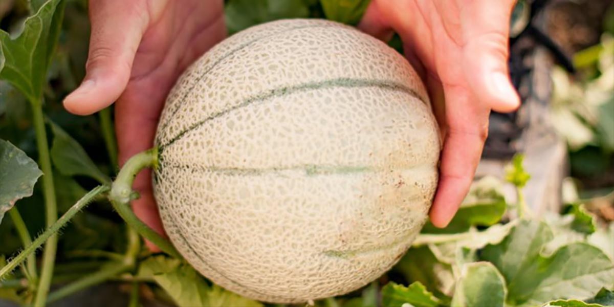 Melone Mantovano Igp, la campagna commerciale entra nel vivo